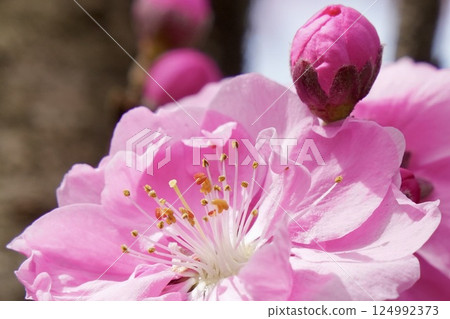 Beautiful pink peach blossoms, spring scenery, close-up 124992373