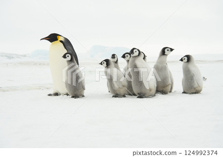 Emperor Penguins with chicks in Antarctica  124992374