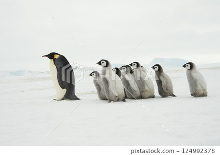 Emperor Penguins with chicks in Antarctica Emperor Penguins with chicks in Antarctica 124992378