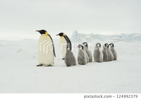Emperor Penguins with chicks in Antarctica Emperor Penguins with chicks in Antarctica 124992379