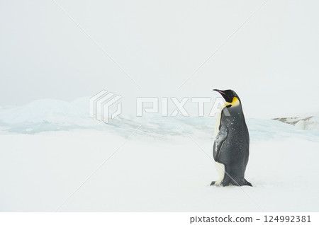 Emperor penguin. isolated on white background Emperor penguin. isolated on white background 124992381