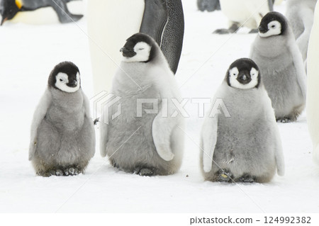 Emperor Penguin chicks, grouped together looking in different directions. Snow Hill Emperor Penguin Colony, Antarctica 124992382