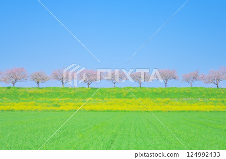 櫻花在春風和藍天下搖曳的風景 櫻花在春風和藍天下搖曳的風景 124992433