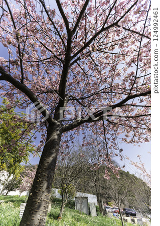 盛開的櫻花在春天的陽光下閃耀 124992461