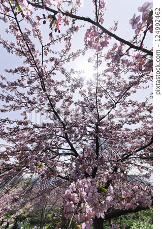 盛開的櫻花在春天的陽光下閃耀 124992462