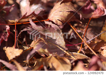 葉子廢棄物葉子葉子 葉子廢棄物葉子葉子 124992470
