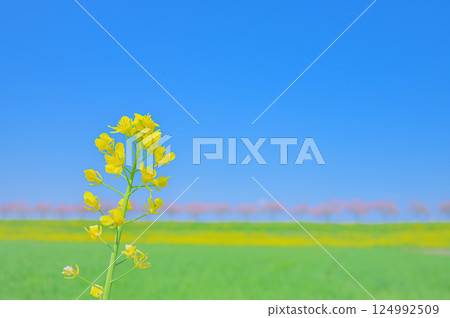 油菜花和櫻花在藍天下奏響交響曲 124992509