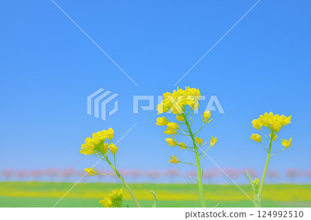 A symphony of rape blossoms and cherry blossoms against the blue sky A symphony of rape blossoms and cherry blossoms against the blue sky 124992510