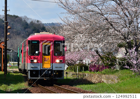 A train leaves a long station on the Hojo Railway line, surrounded by cherry blossoms. 124992511