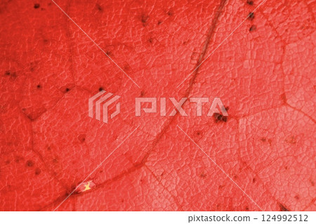 Red leaf texture, extreme close up, flat material, dried leaf, natural background 124992512