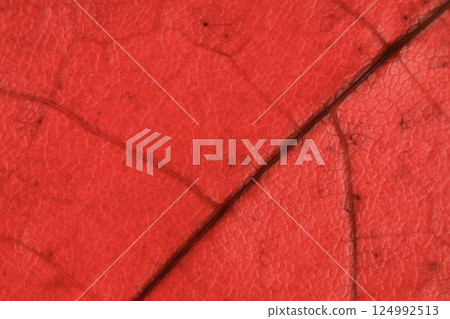 Red leaf texture, extreme close up, flat material, dried leaf, natural background 124992513