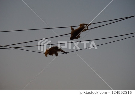 電線上的猴子 電線上的猴子 124992516