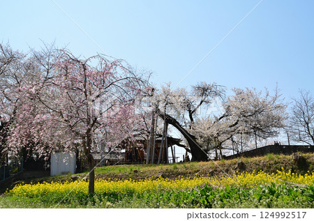位於埼玉縣北本市石戶宿東光寺的天然紀念物石戶花葉櫻 位於埼玉縣北本市石戶宿東光寺的天然紀念物石戶花葉櫻 124992517