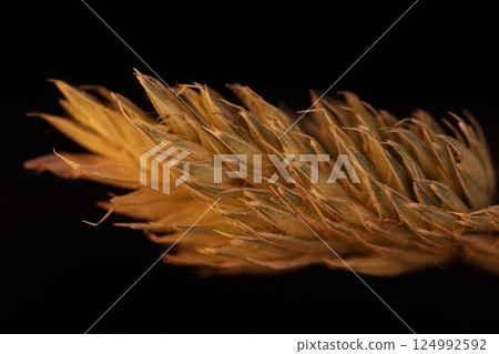 Karl foerster grass on black background, macro photography, extreme close up 124992592