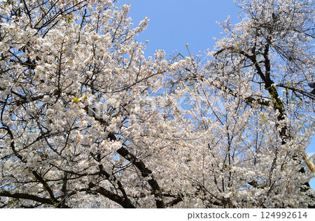 Ishido-kabazakura, a natural monument at Tokoji Temple in Ishido-juku, Kitamoto City, Saitama Prefecture 124992614