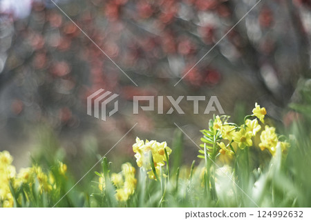 Daffodils bathing in the spring sunshine 124992632