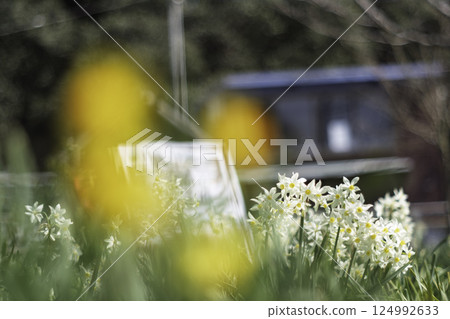 Daffodils bathing in the spring sunshine 124992633