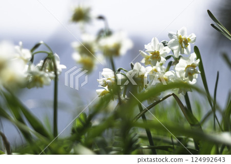 沐浴在春日陽光下的水仙花 沐浴在春日陽光下的水仙花 124992643