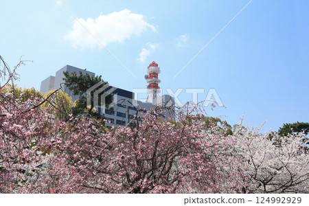Shikoku Electric Power Company Headquarters (Yonden Building) as seen from Sakura-no-Baba on the Takamatsu Castle Ruins Shikoku Electric Power Company Headquarters (Yonden Building) as seen from Sakura-no-Baba on the Takamatsu Castle Ruins 124992929