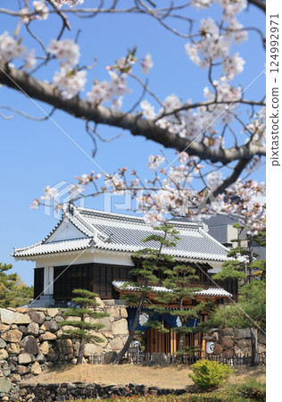 從高松城遺址的櫻花馬場看到的櫻花五門 124992971