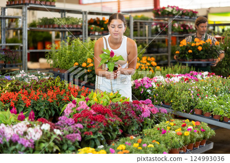 Young woman choosing cellosia in pot Young woman choosing cellosia in pot 124993036