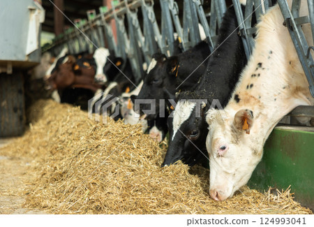 Herd of cows feeding on hay from tractor Herd of cows feeding on hay from tractor 124993041