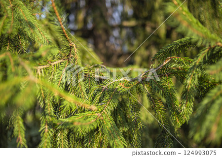 Close-up of a vibrant green tree with sunlight filtering through its branches Close-up of a vibrant green tree with sunlight filtering through its branches 124993075