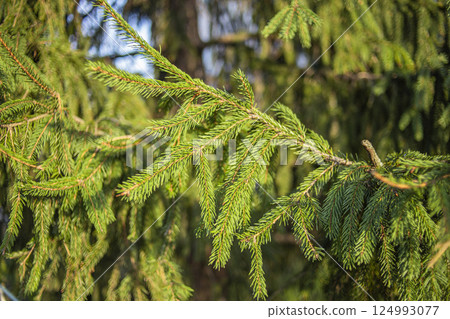 Close-up of a vibrant green tree with sunlight filtering through its branches 124993077