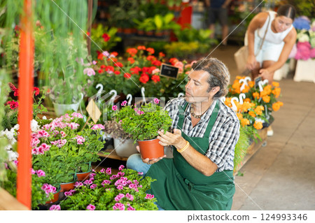 Male employee sorts out goods, carries out daily care with young geranium plant 124993346
