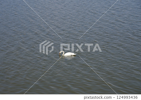 White swan at lake in European Goczalkowice town at Silesian district in Poland 124993436