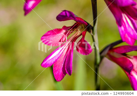 Vibrant Gladiolus Flower Close Up in Spring Vibrant Gladiolus Flower Close Up in Spring 124993604