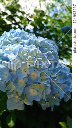 Blue hydrangea [Hydrangea] 124993937