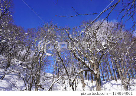 仰望白雪皚皚的樹木（京極町吹出公園） 124994061