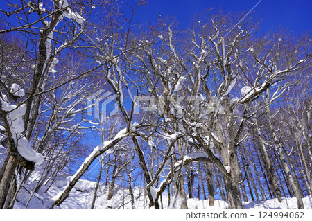 仰望白雪皚皚的樹木（京極町吹出公園） 124994062