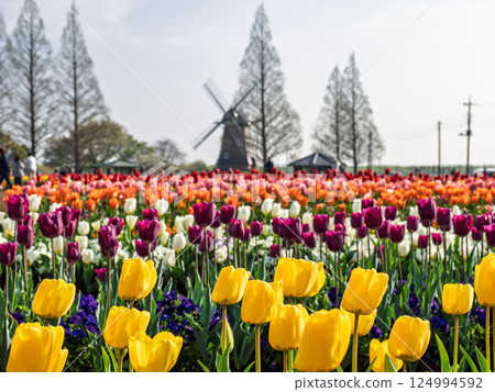 Colorful tulip fields and windmills (Akebonoyama Agricultural Park, Kashiwa City, Chiba Prefecture) Colorful tulip fields and windmills (Akebonoyama Agricultural Park, Kashiwa City, Chiba Prefecture) 124994592