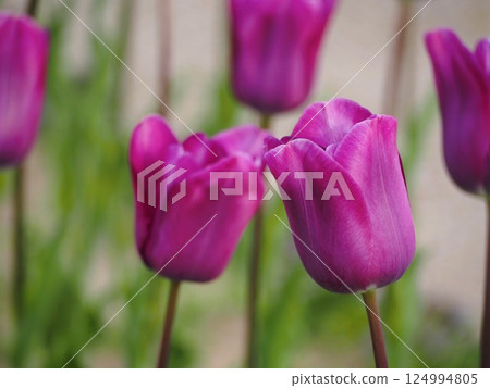 新潟縣鬱金香:雪紫 新潟縣鬱金香:雪紫 124994805