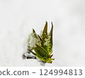 maple branch under snow 124994813