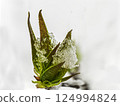 Blooming green maple leaves covered with melting spring snow 124994824