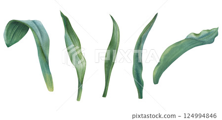 Green tulip leaves with soft watercolor transitions and shades. Hand drawn botanical illustration of elegant plant elongated shape, with central vein and slightly wavy edges on isolated background 124994846