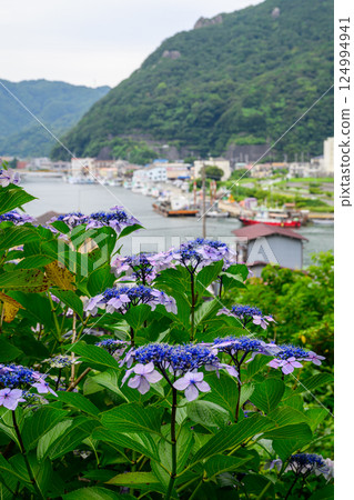 繡球花下田公園2024 124994941