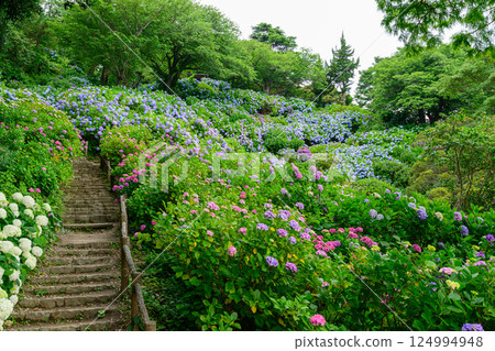 Hydrangea Shimoda Park 2024 124994948