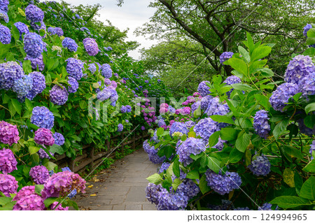 繡球花下田公園2024 124994965