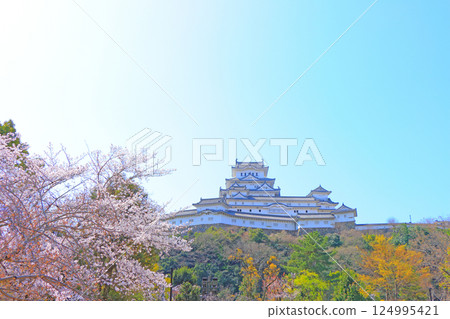 Scenery of cherry blossoms in full bloom and Himeji Castle, Himeji City, Hyogo Prefecture Scenery of cherry blossoms in full bloom and Himeji Castle, Himeji City, Hyogo Prefecture 124995421