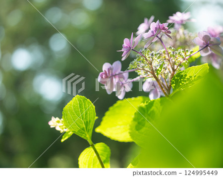 Cute pink flowers Cute pink flowers 124995449