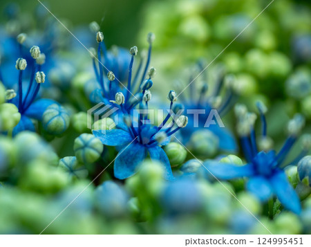Hydrangea wet in the rain Hydrangea wet in the rain 124995451