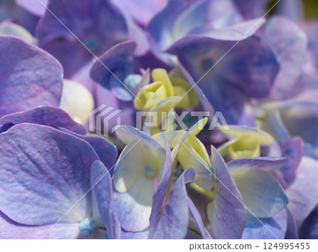 Close-up photo of blue hydrangea Close-up photo of blue hydrangea 124995455