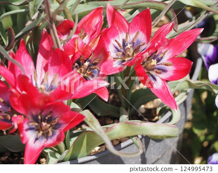 本土鬱金香“小美人” 124995473