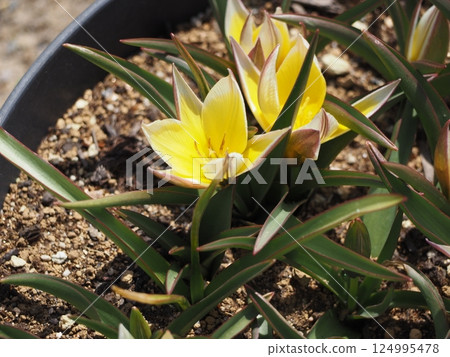 Native Tulip Tarda 124995478
