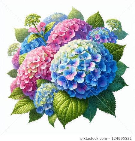 hydrangea   124995521