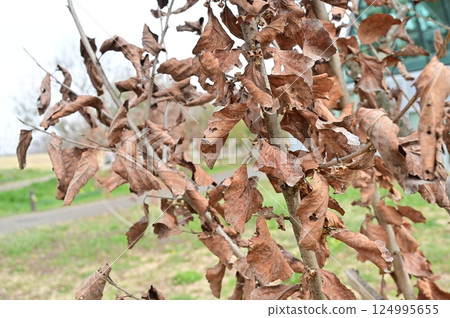 Dead leaves of Chinese witch hazel (Hamamelaceae) Dead leaves of Chinese witch hazel (Hamamelaceae) 124995655